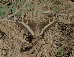 Heraclides andraemon