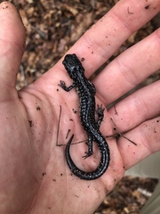 Plethodon glutinosus