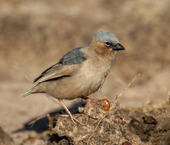 Grey-Capped Social Weaver photo 4