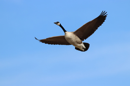 Canada Goose photographed in Nebraska