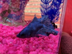 Betta
