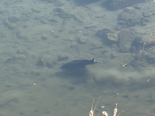 Cyprinus carpio