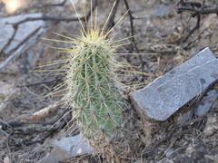 Echinocereus occidentalis