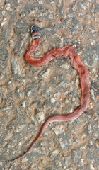 Oxyrhopus melanogenys