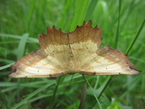Muzaria euchlaena moth photo 3