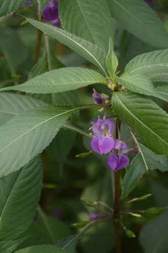 Impatiens tripetala · iNaturalist