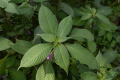 Impatiens tripetala