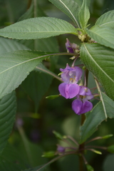 Impatiens tripetala