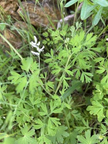 Large-fruited Fumitory (Fumaria macrocarpa)