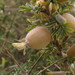 Astragalus spinosus - Photo (c) Noam, algunos derechos reservados (CC BY-NC), subido por Noam
