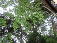 Ficus tremula