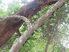 Ficus tremula
