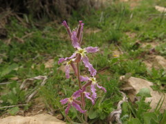 Matthiola longipetala livida