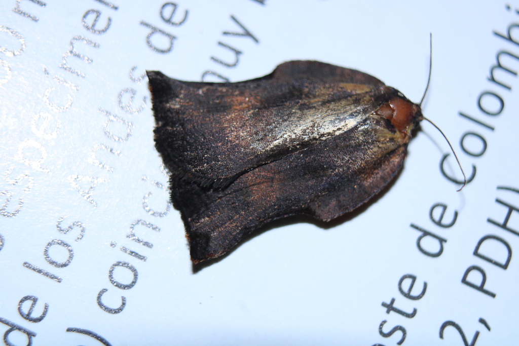 Sisurcana sanguinoventer