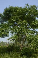 Lagerstroemia speciosa