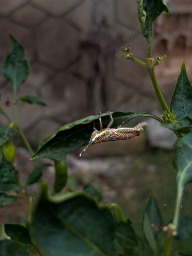 Painted Grasshopper