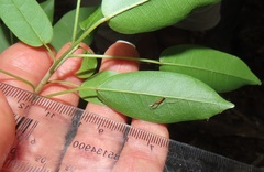 Ficus tremula