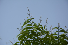 Lagerstroemia speciosa