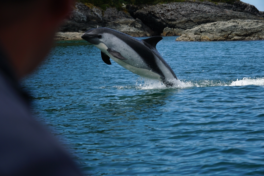 Peale's dolphin leaping beside a rocky shore, showing a dark back and pale flank