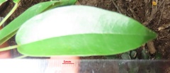Ficus tremula