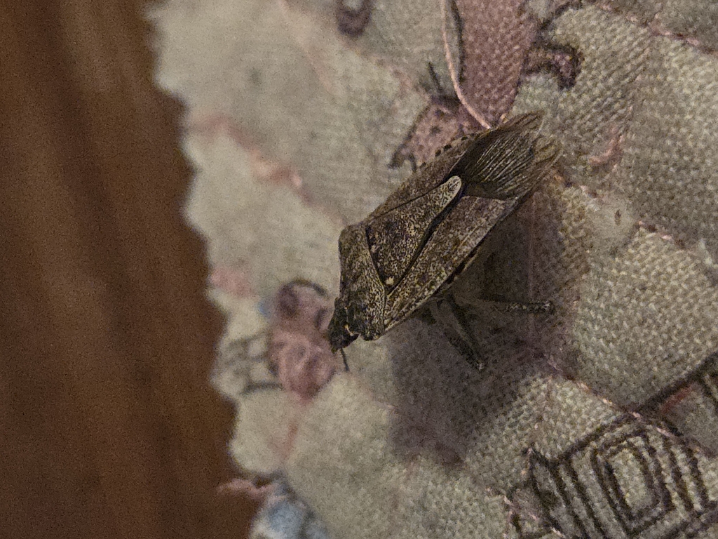 Brown Marmorated Stink Bug in February 2026 by ezra. Rip · iNaturalist