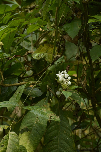 Morinda angustifolia (Morinda angustifolia)