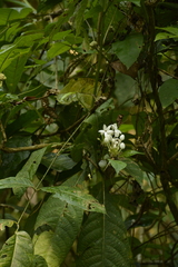 Morinda angustifolia