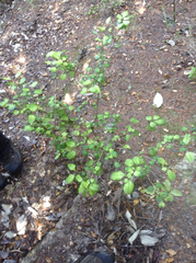 Coprosma spathulata spathulata
