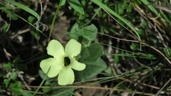 Thunbergia capensis