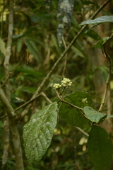 Morinda angustifolia