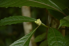Morinda angustifolia