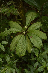 Morinda angustifolia