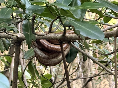 Dormilona