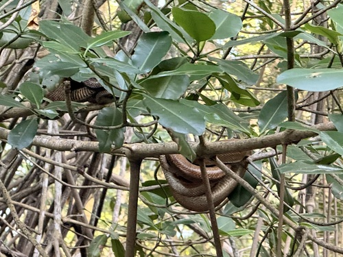 Dormilona