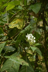 Morinda angustifolia