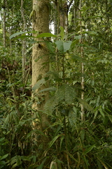 Morinda angustifolia
