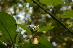 Morinda angustifolia