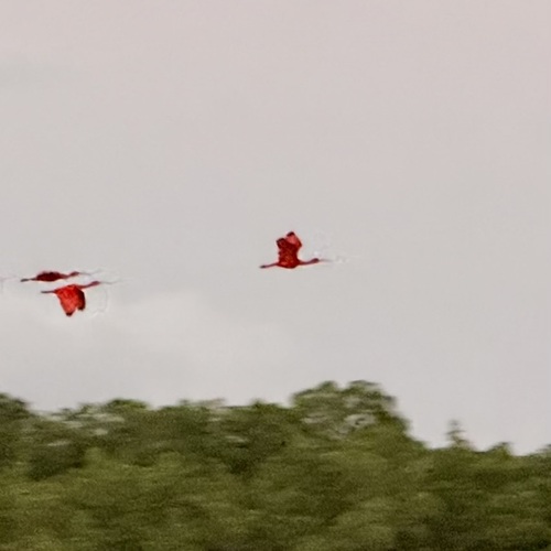 Scarlet Ibis (Eudocimus ruber), photo 6