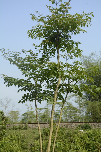 Oroxylum indicum, photograph 1