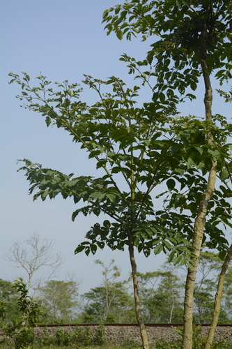 Oroxylum indicum, photograph 2