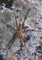 Dolomedes dondalei
