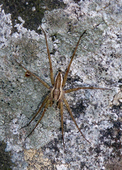 Dolomedes dondalei