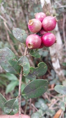 Syzygium cuneifolium, 2026-02-13