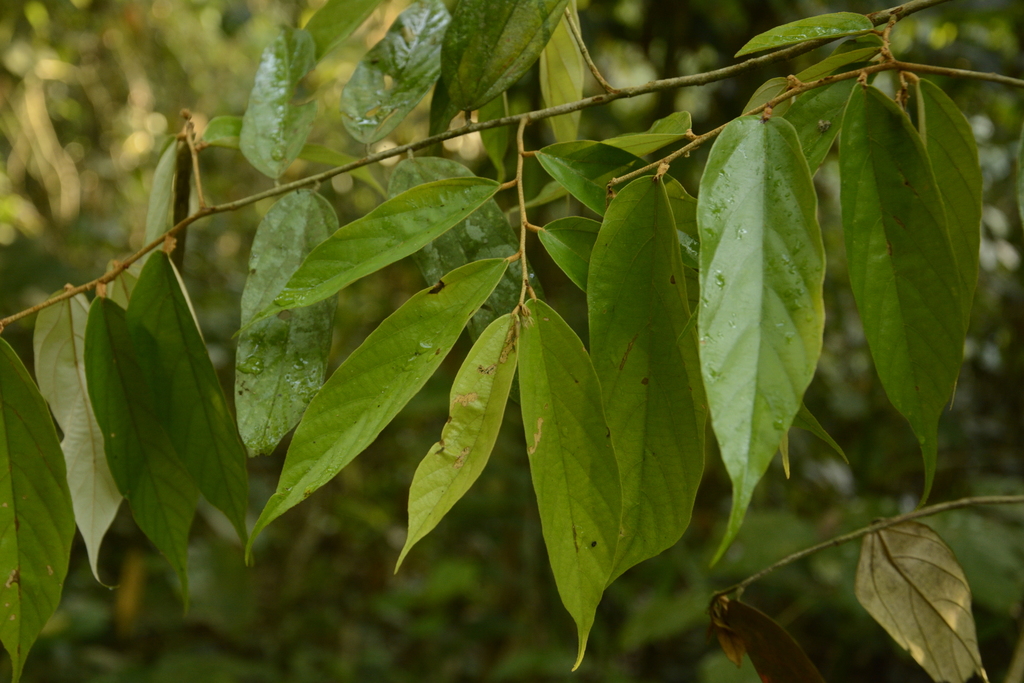Lòng mang thon – Pterospermum lanceifolium