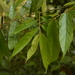 Pterospermum lanceifolium - Photo (c) Siddarth Machado, some rights reserved (CC BY), uploaded by Siddarth Machado