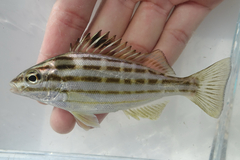 Fourlined Terapon photo 1