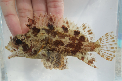 False scorpionfish (Centrogenys vaigiensis) — Centrogenyidae — 3