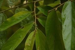 Pterospermum lanceifolium