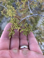 Juniperus pinchotii