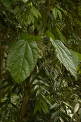 Pterygota alata
